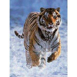 RAVENSBURGER Tygr na sněhu