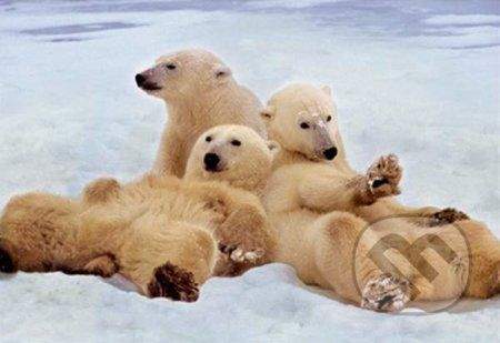 Educa Puzzle Polární medvědi, 500 dílků