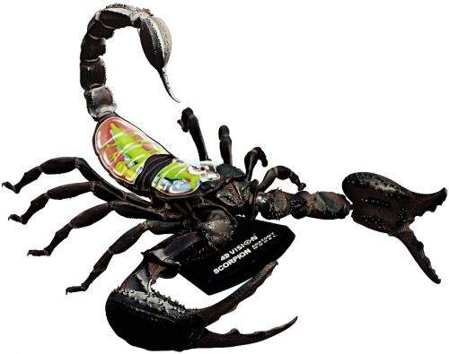 Mac Toys Anatomický model Škorpión