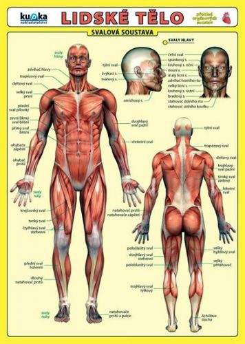 Petr Kupka: Lidské tělo
