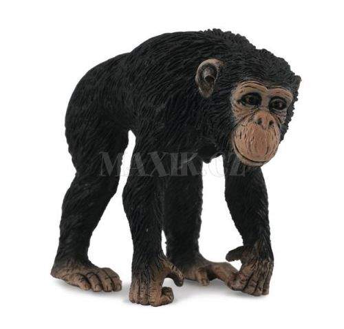 Collecta Šimpanz Samice