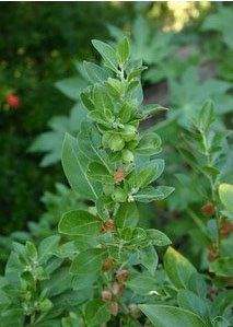 Salvia Paradise Ašvaganda kořen mletý 30 g