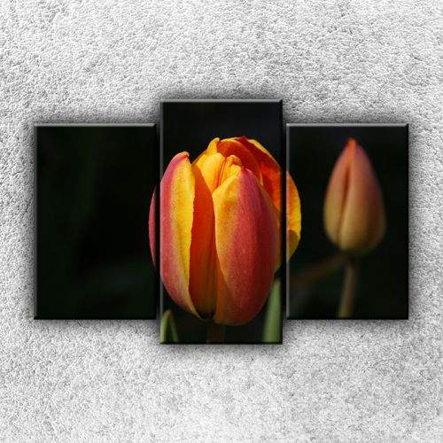 Xdecor Žíhaný tulipán 4 