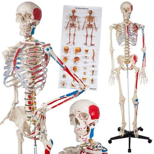 tectake Anatomický model lidská kostra 180cm s označením svalů a kostí - bílá