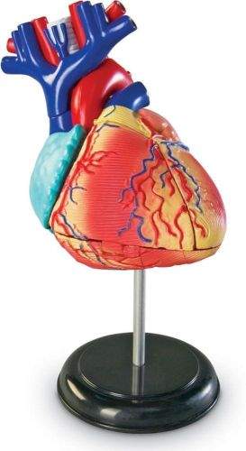 Learning Resources Anatomický model srdce