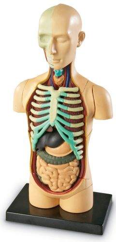 Learning Resources Anatomický model lidského těla
