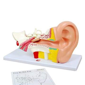 TickiT Lidské ucho