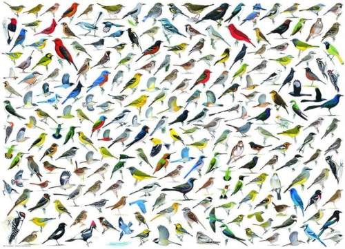 Eurographics Puzzle Svět ptáků 1000 dílků
