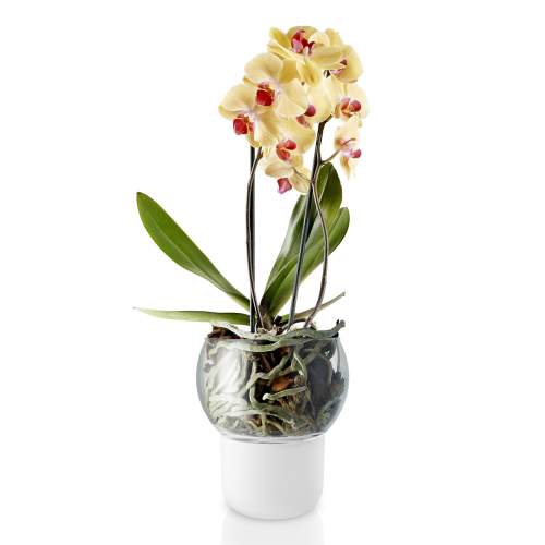 Eva Solo Skleněný samozavlažovací květináč na orchideje O 15 cm