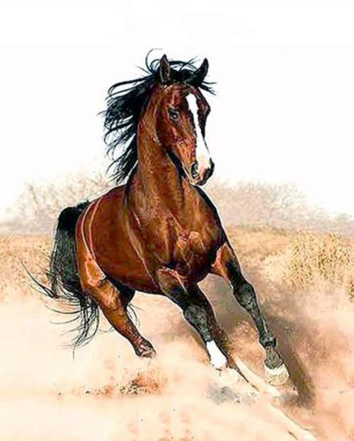 Gaira Malování podle čísel Cválající kůň