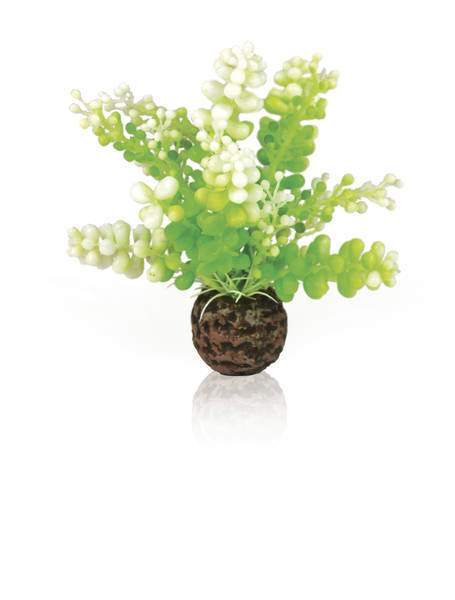 OASE biOrb Plastová rostlina -  Caulerpa zelená 13 cm