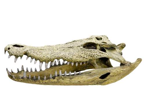 Nobby kostra krokodýl 47,5 x 20,5 x 16 cm