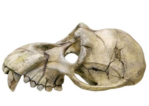 Nobby lebka opice 22,5 x 14,5 x 11 cm