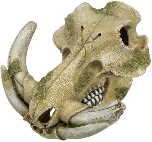 Nobby Prase bradavičnaté lebka 19,3 x 19,5 x 12 cm
