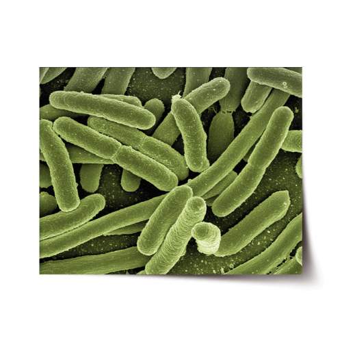 SABLIO Bakterie 120x80 cm