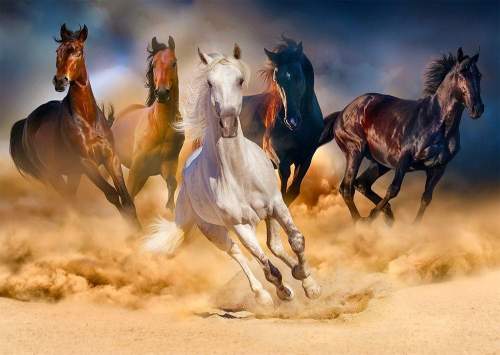 ENJOY Puzzle Koně cválající v poušti 1000 dílků