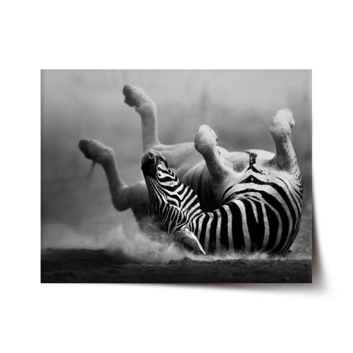 Plakát SABLIO - Válející se zebra 90x60 cm