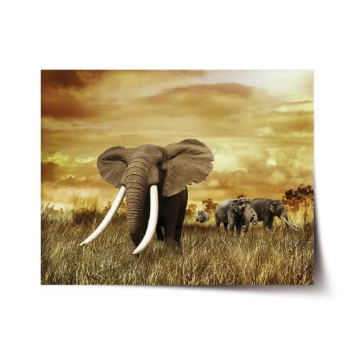 Plakát SABLIO - Slon Africký 90x60 cm