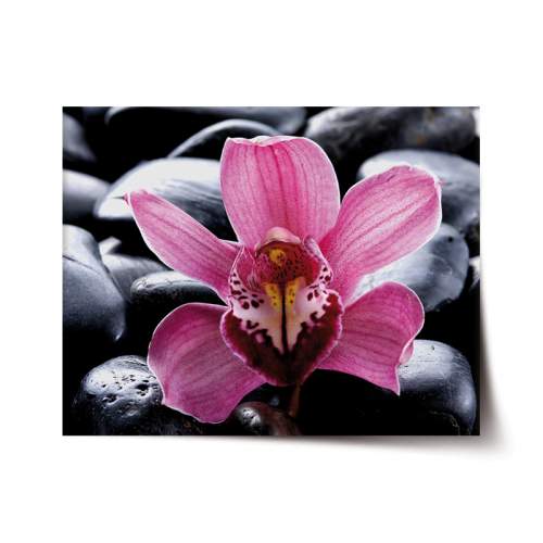 Plakát SABLIO - Růžová orchidea 90x60 cm