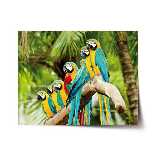 Plakát SABLIO - Papoušci na větvi 90x60 cm