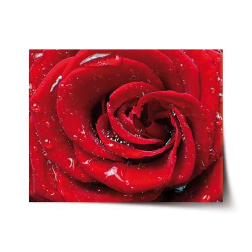 SABLIO - Růže 60x40 cm