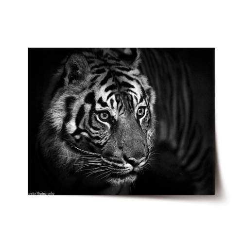 SABLIO Černobílý tygr 60x40 cm