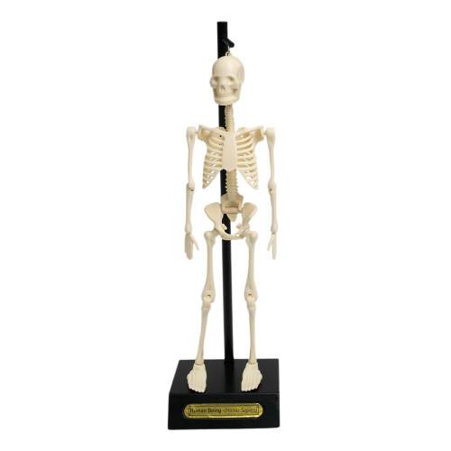 Anatomický model lidské kostry