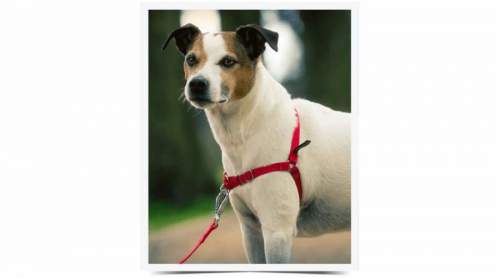 PetSafe EasyWalk™ Postroj pro psy, červená, S