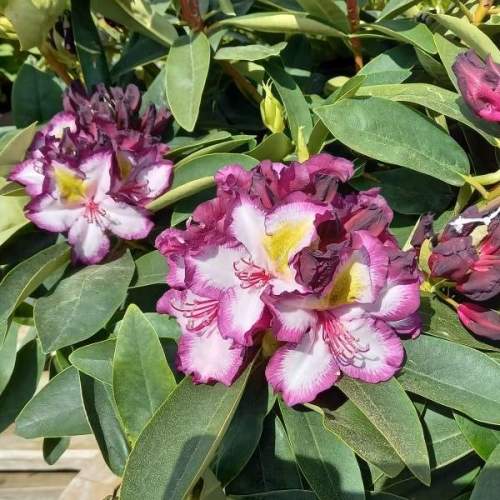 Rhododendron hybride, Pěnišník Happy Dendron Pushy Purple, fialovo - bílý